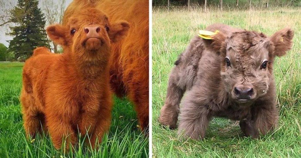 1. Les vaches se développent lentement et atteignent la puberté tardivement.