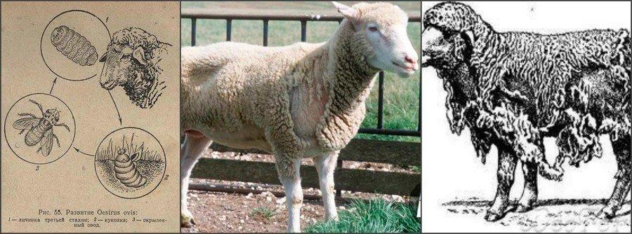 How to treat sheep from ticks and lice, drugs and folk remedies