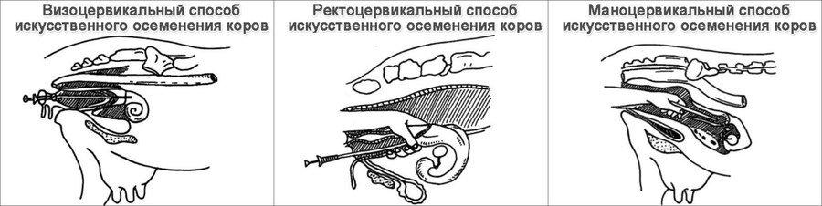 inseminación visocervical de vacas