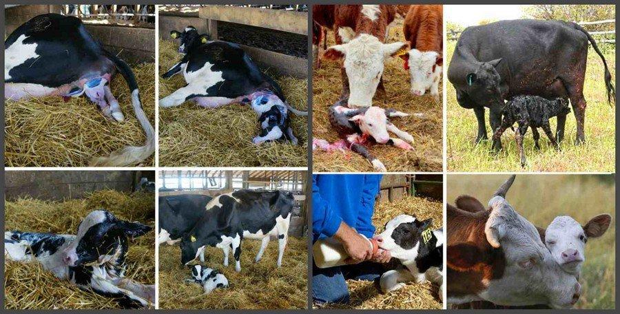 feeding cows