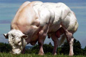 Top 10 largest breeds of cows in the world and the size of the record holders