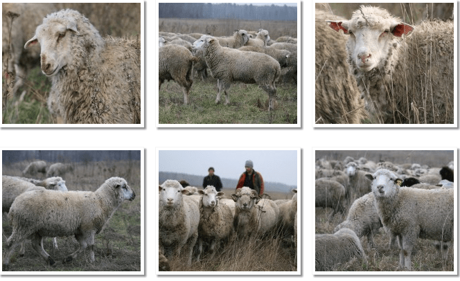 Description and characteristics of sheep of the Tsigai breed, rules for their maintenance