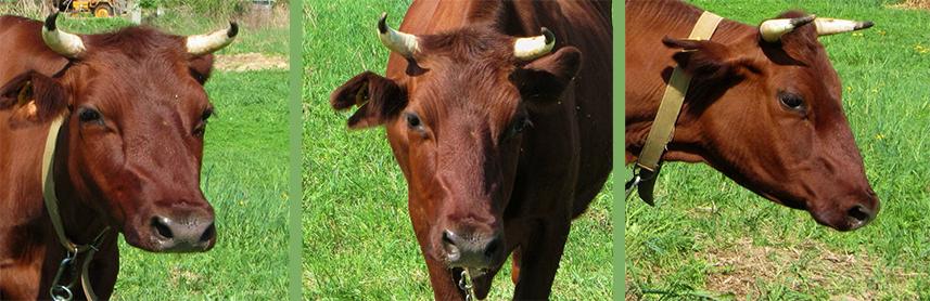 Description et caractéristiques des vaches de la race Krasnogorbatov, leur contenu