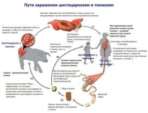 Où est localisé l'agent causal de la cysticercose chez les bovins, symptômes et traitement