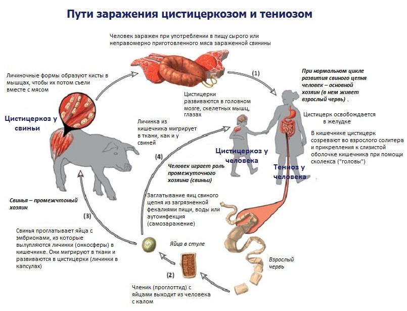 cysticercosis of cattle