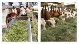 2 types of cattle feeding, what food is needed and how to choose calves