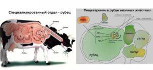 Galvijų kasos atonijos priežastys ir simptomai, gydymo ir prevencijos metodai