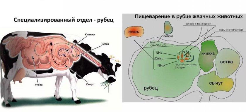 atonie du proventricule