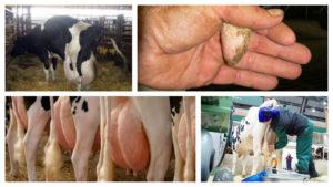 Symptoms of udder edema in a cow after calving and treatment at home