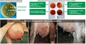 Definition of subclinical mastitis in cows and treatment at home