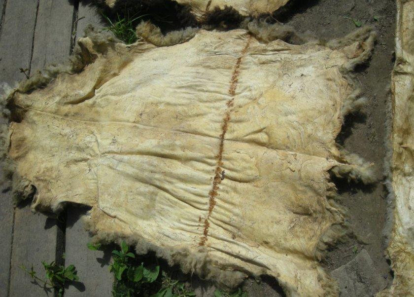 sheep skin