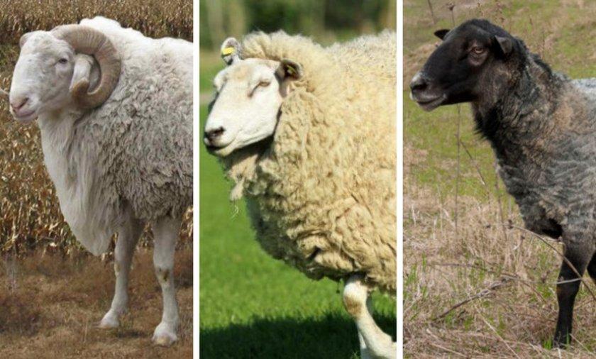 breeding beef sheep