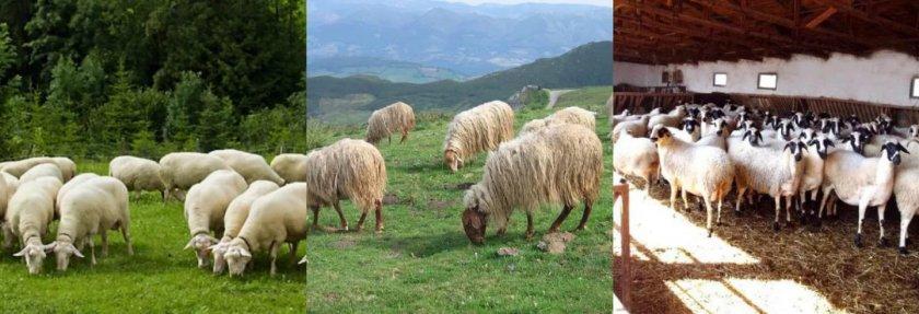 élevage de moutons de boucherie