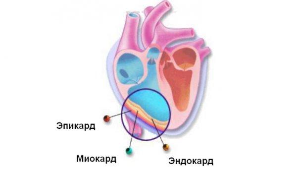 Endokardija srca