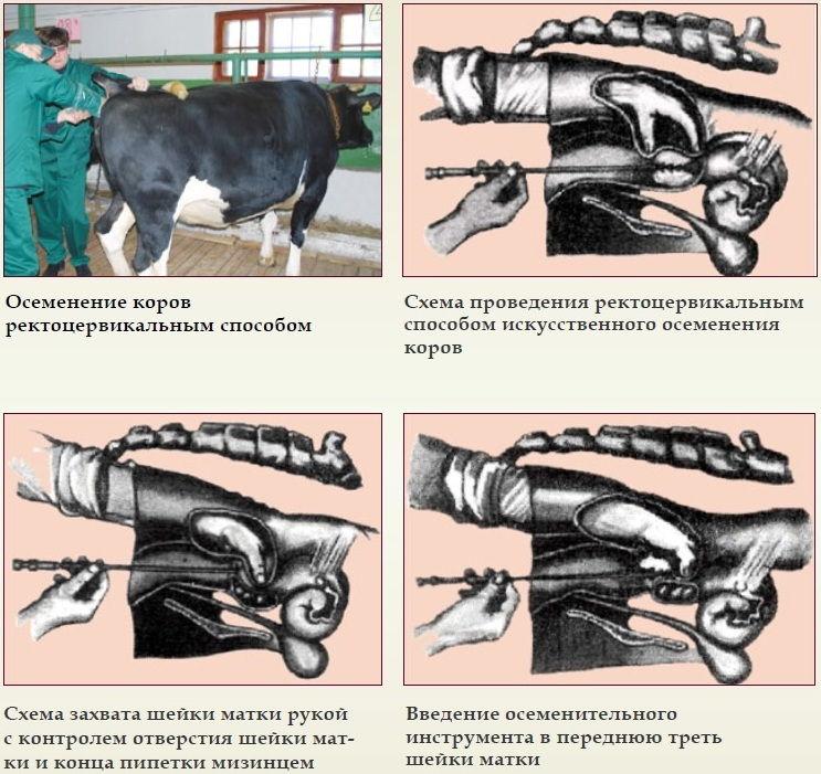 Popis vizokervické metody inseminace krav, nástrojů a schémat