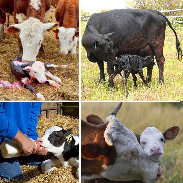 how cows give birth