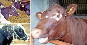 Ringworm symptoms and ointment to treat a calf at home