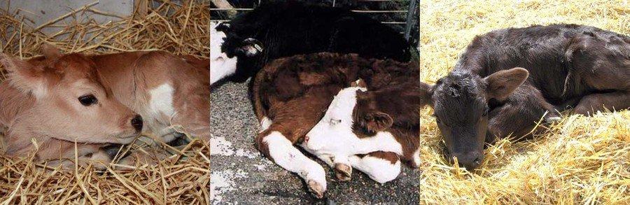 colibacillosis of calves