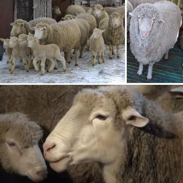 Kuibyshev breed of sheep