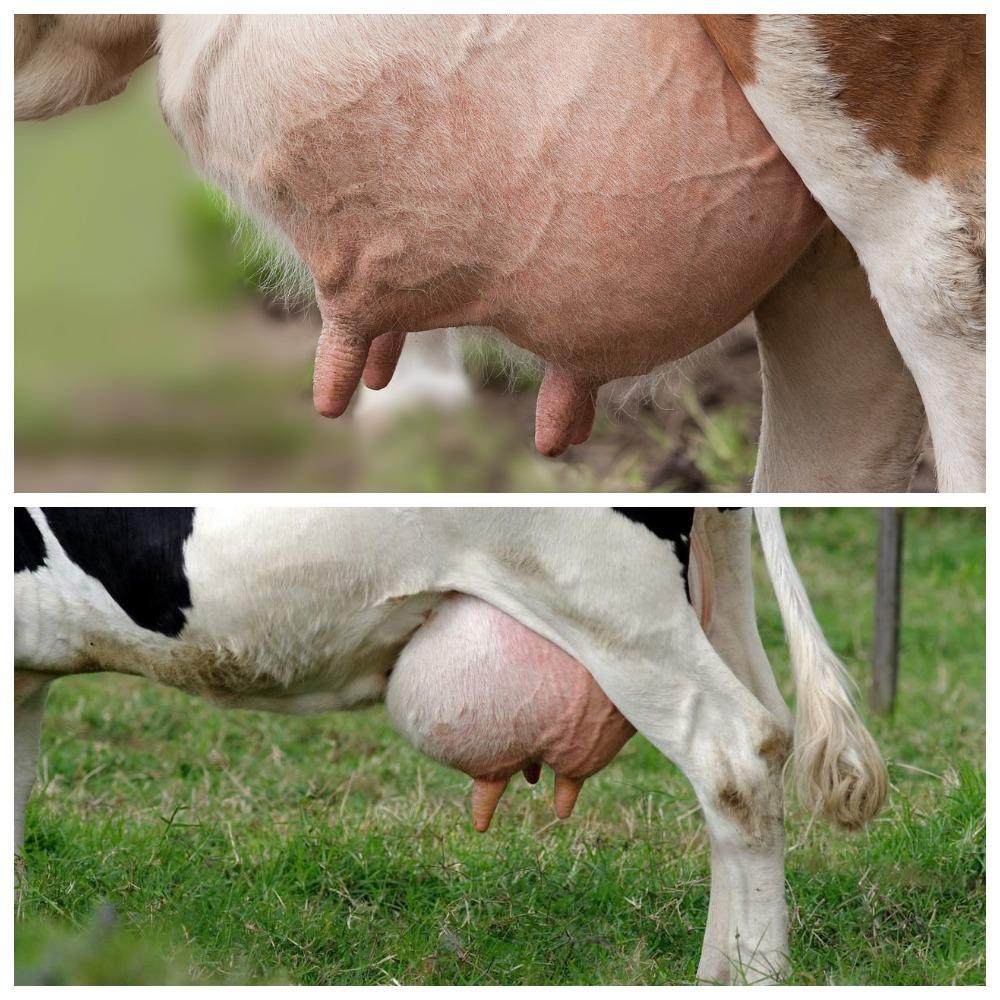 udder of a cow