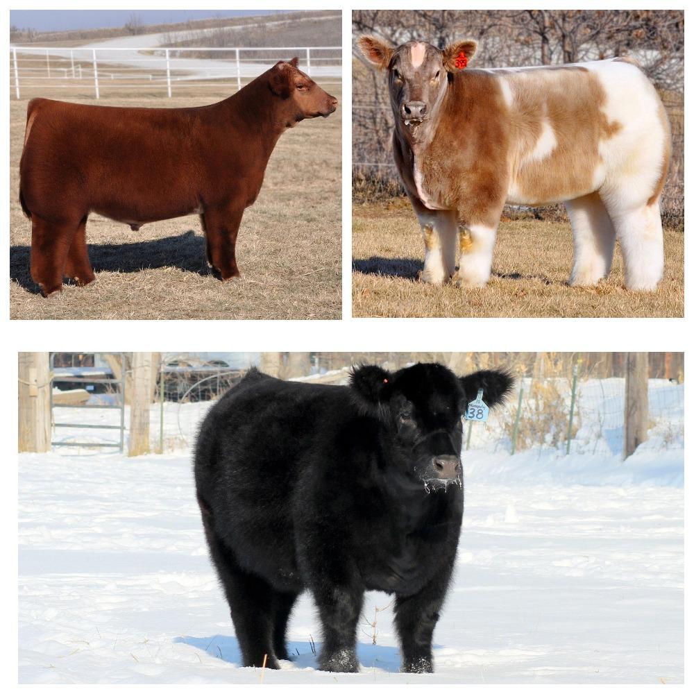 fluffy cows