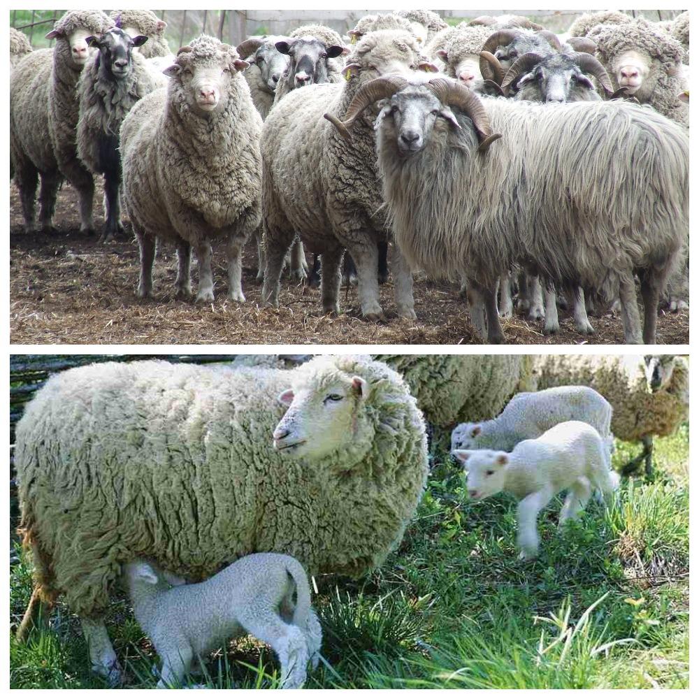 Description and characteristics of prekos sheep, conditions of maintenance and care