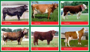 Characteristics and names of the best meat breeds of bulls, how to choose for fattening