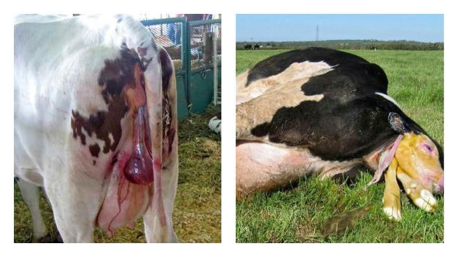 retention of placenta in cows