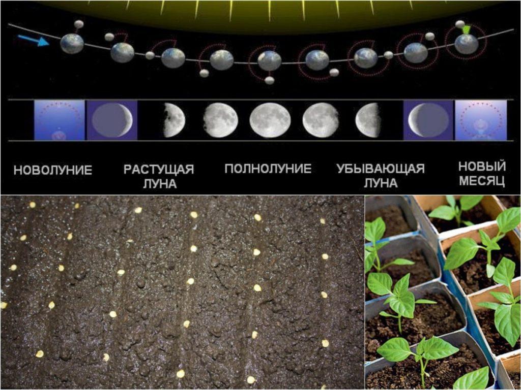 calendrier des semis lunaires pour 2021