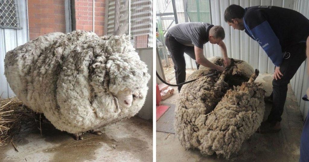 sheep shearing