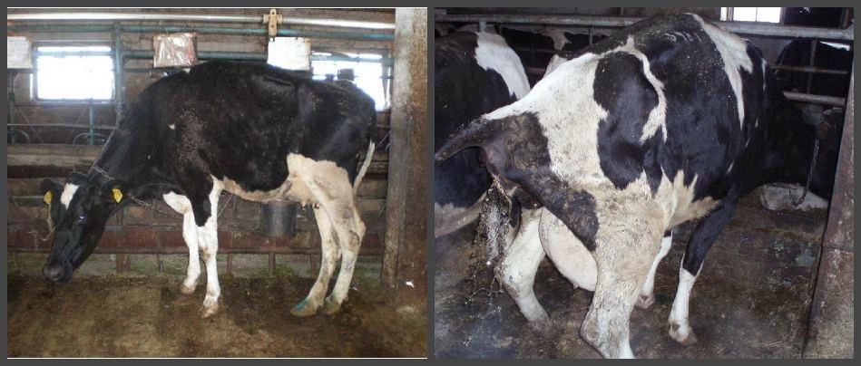 une vache a un écoulement sanglant après le vêlage