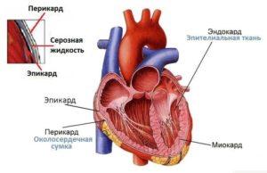 Cow heart structure and how it works, possible diseases and their symptoms