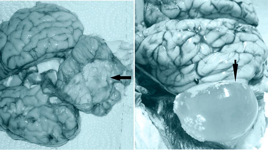 coenurosis ของการรักษาแกะ