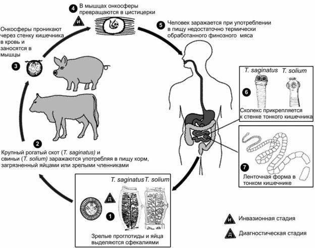 cysticercosis of cattle