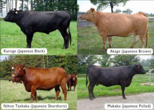 The best breeds of marbled cows and the intricacies of growing, the pros and cons of meat