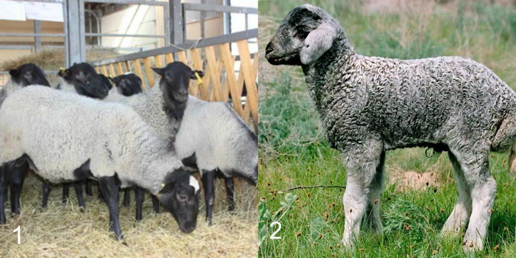 Types of classification of sheep breeds, according to which criteria are divided and description