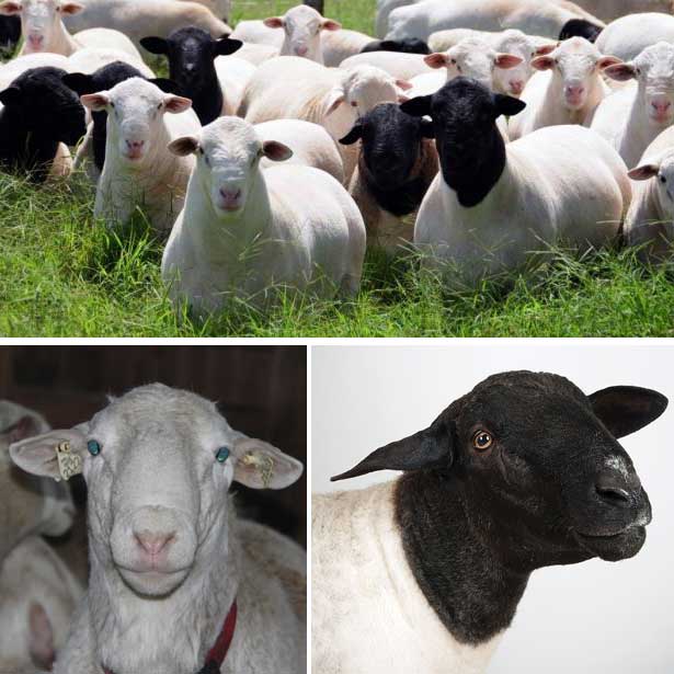 dorper sheep breed