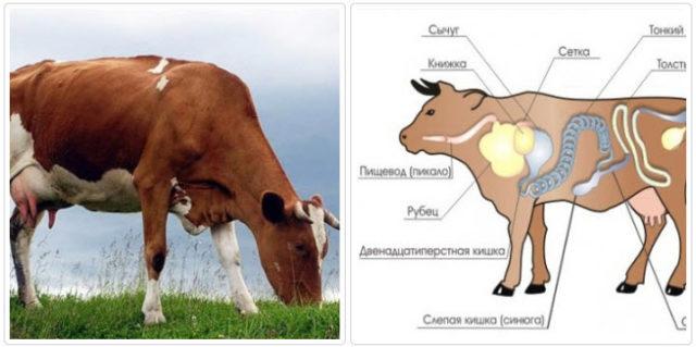 blockage of the esophagus in cattle