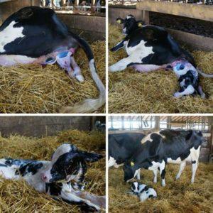 How to prepare for the birth of a cow and adopt a calf, possible complications