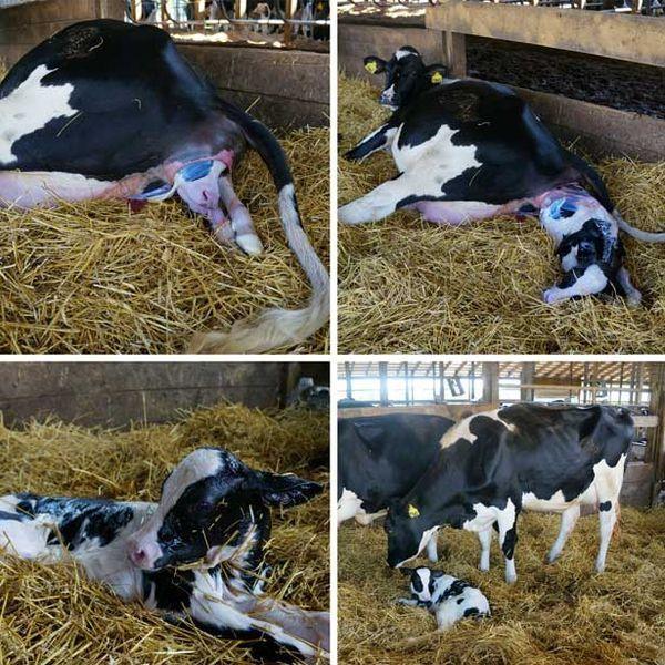 how cows give birth