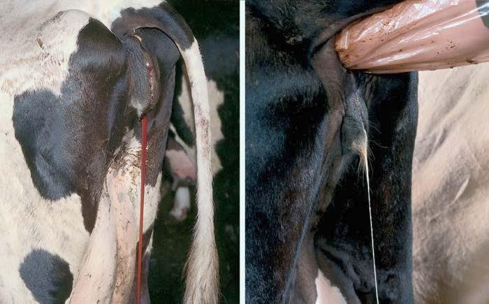 viral diarrhea in cattle