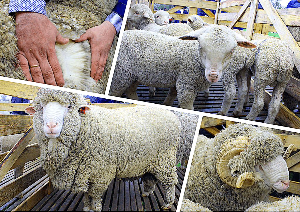 beaucoup de moutons