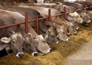 In which region of Russia is meat and dairy production and top 10 breeds developed?