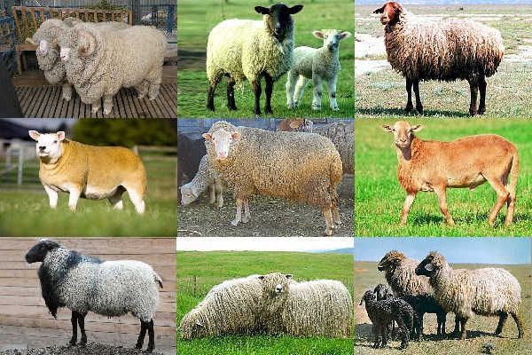 breeding beef sheep