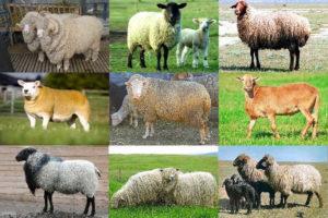 Names and characteristics of the best and large meat sheep breeds, breeding