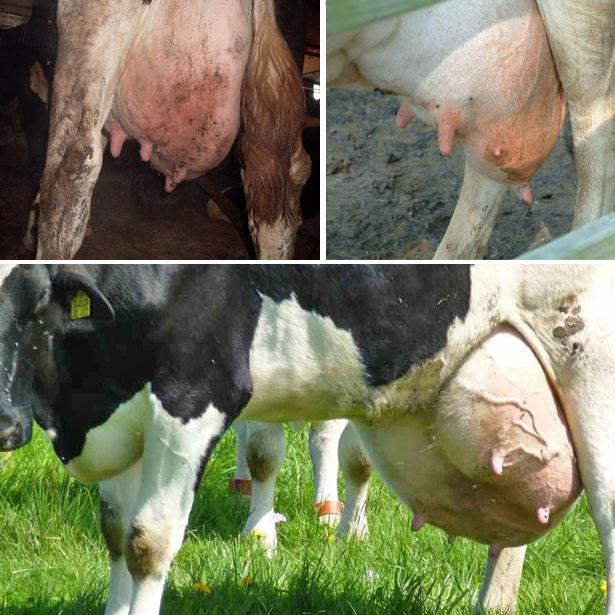 kravlji mastitis