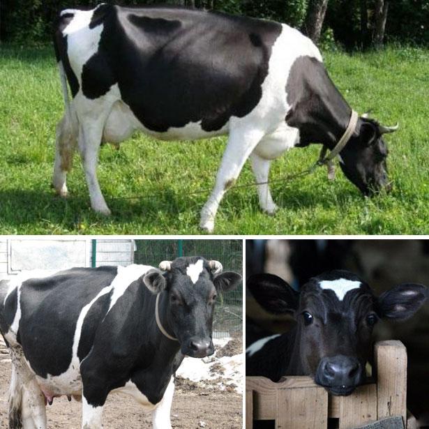 Yaroslavl breed of cows