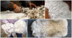 What types of products are obtained from sheep breeding and what is the most valuable