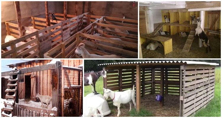 goat shed