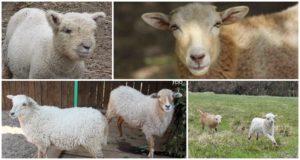 Tables of the average indicators of live lamb weight and carcasses of different breeds